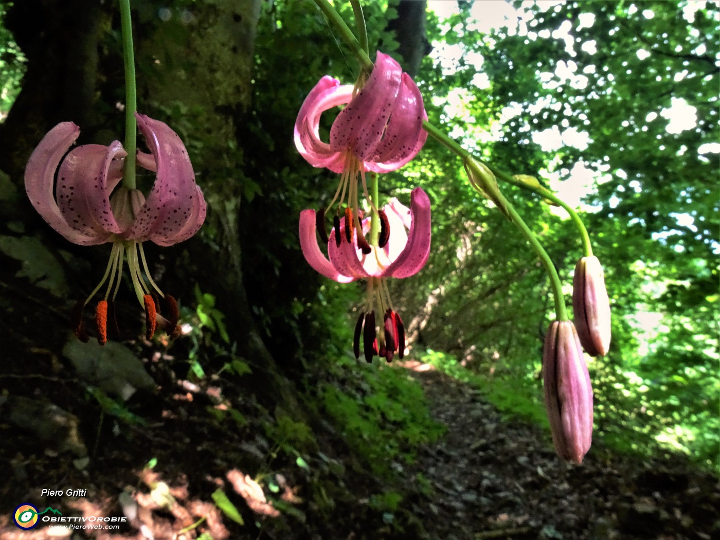 32 Lilium martagon (Giglio martagone).JPG